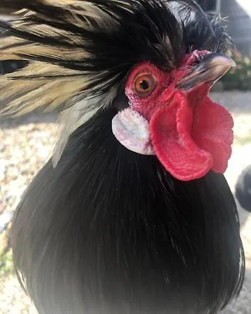 De Beijersche Stee, Logies Aan De Waterkant * Stolwijk